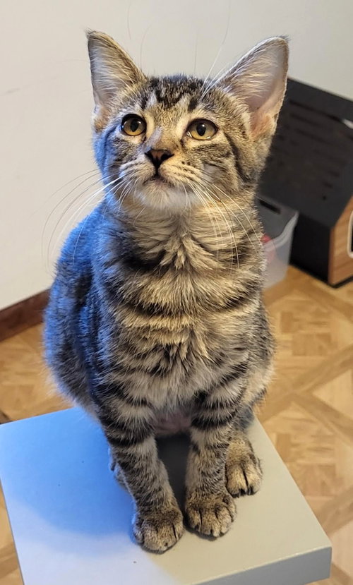 Penny, Domestic Short Hair (short coat)