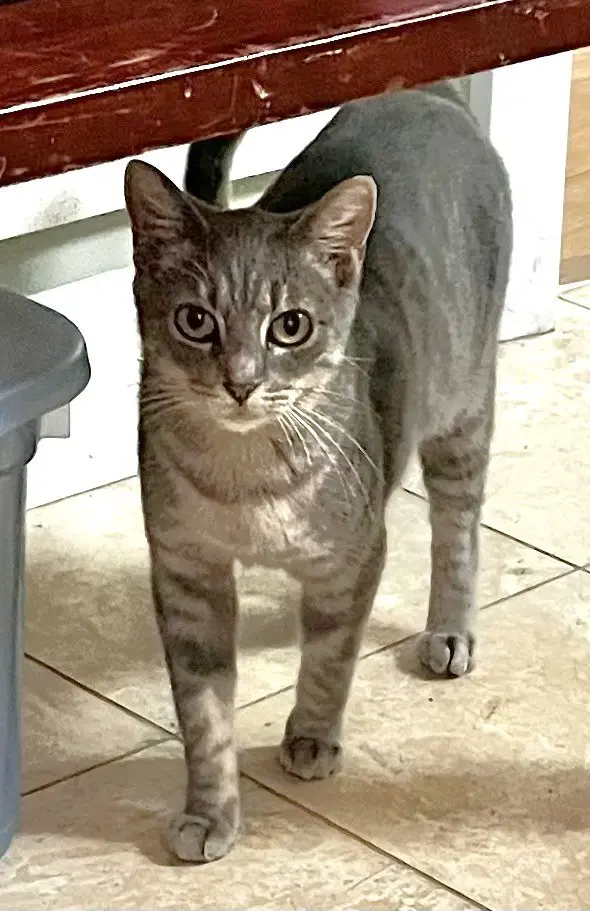 Birdie - Domestic Short Hair