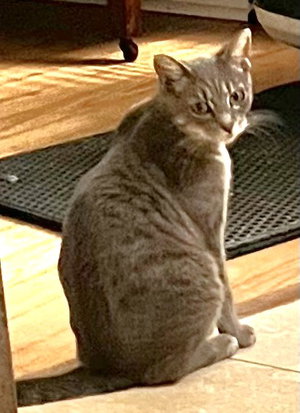 Birdie, photo 4