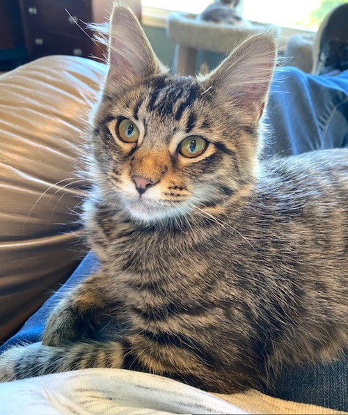 Amy, Domestic Short Hair (short coat)
