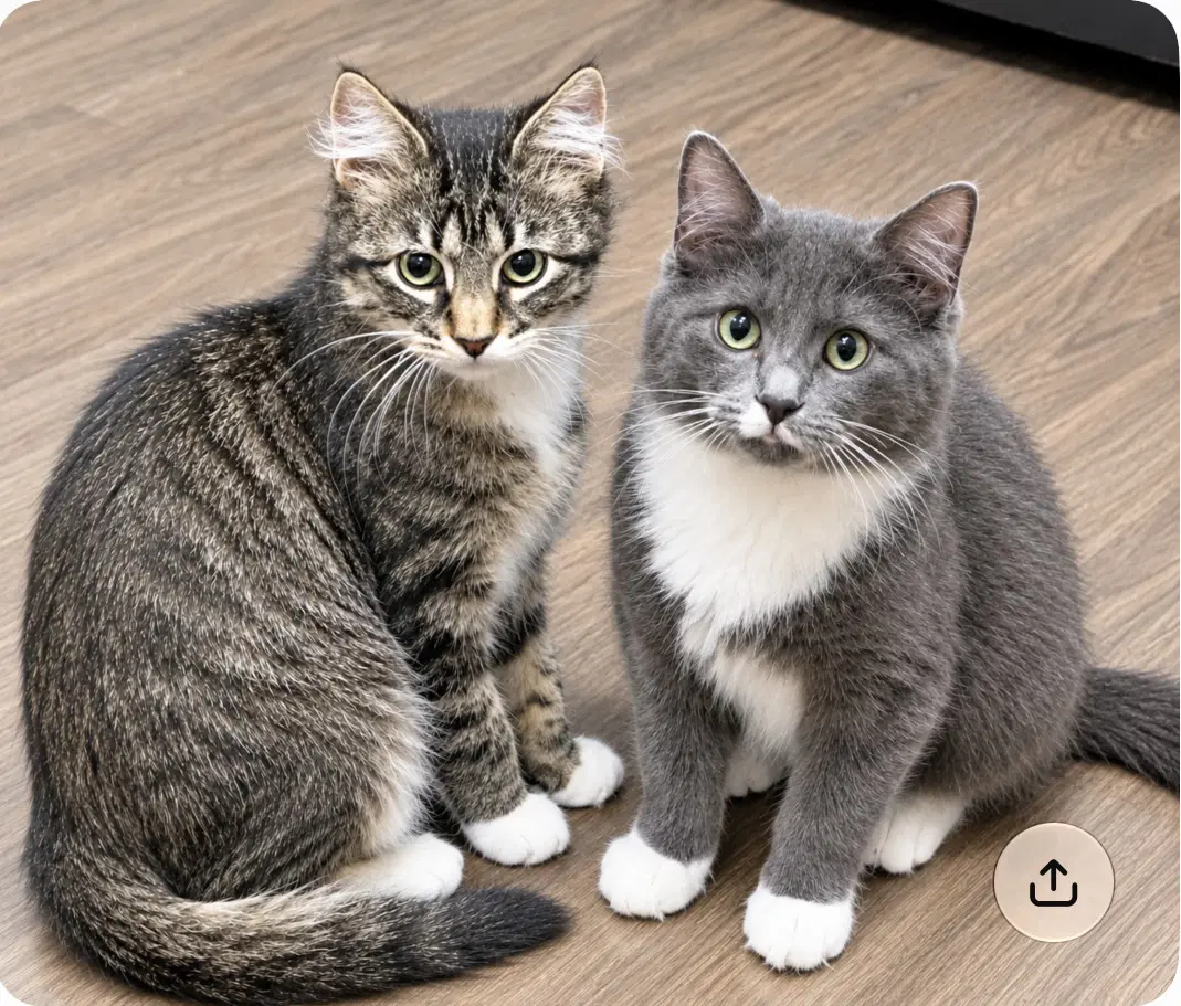 Inky And Binky - Domestic Medium Hair
