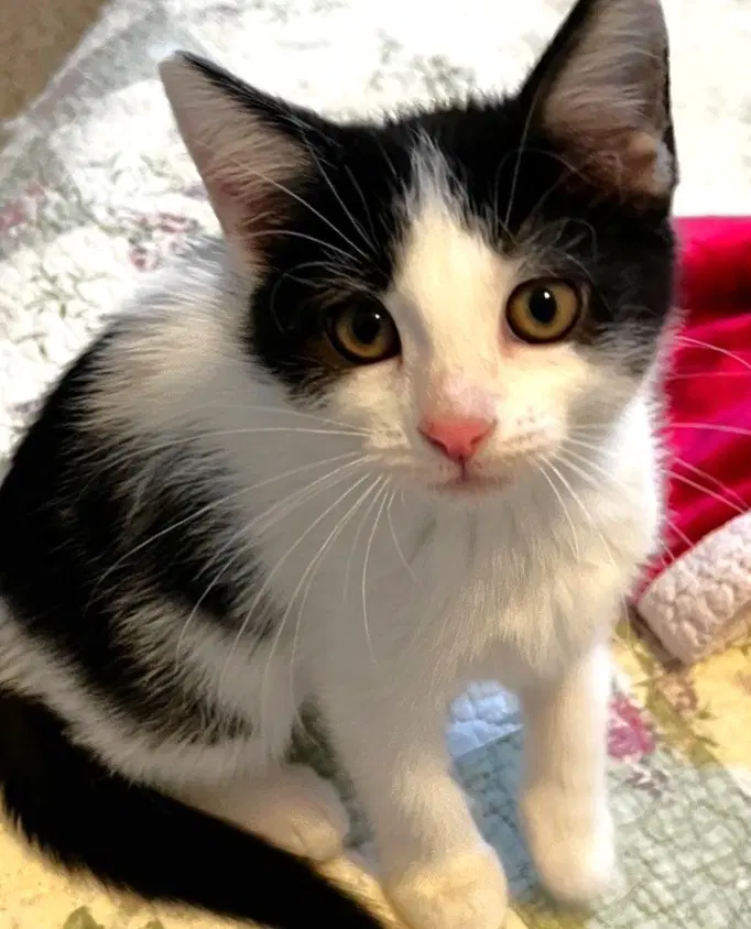 Laurel - Domestic Short Hair