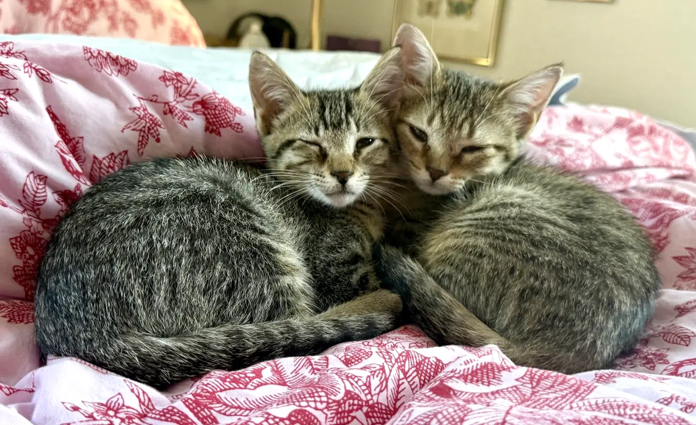 Ellie And Pookie - Domestic Short Hair