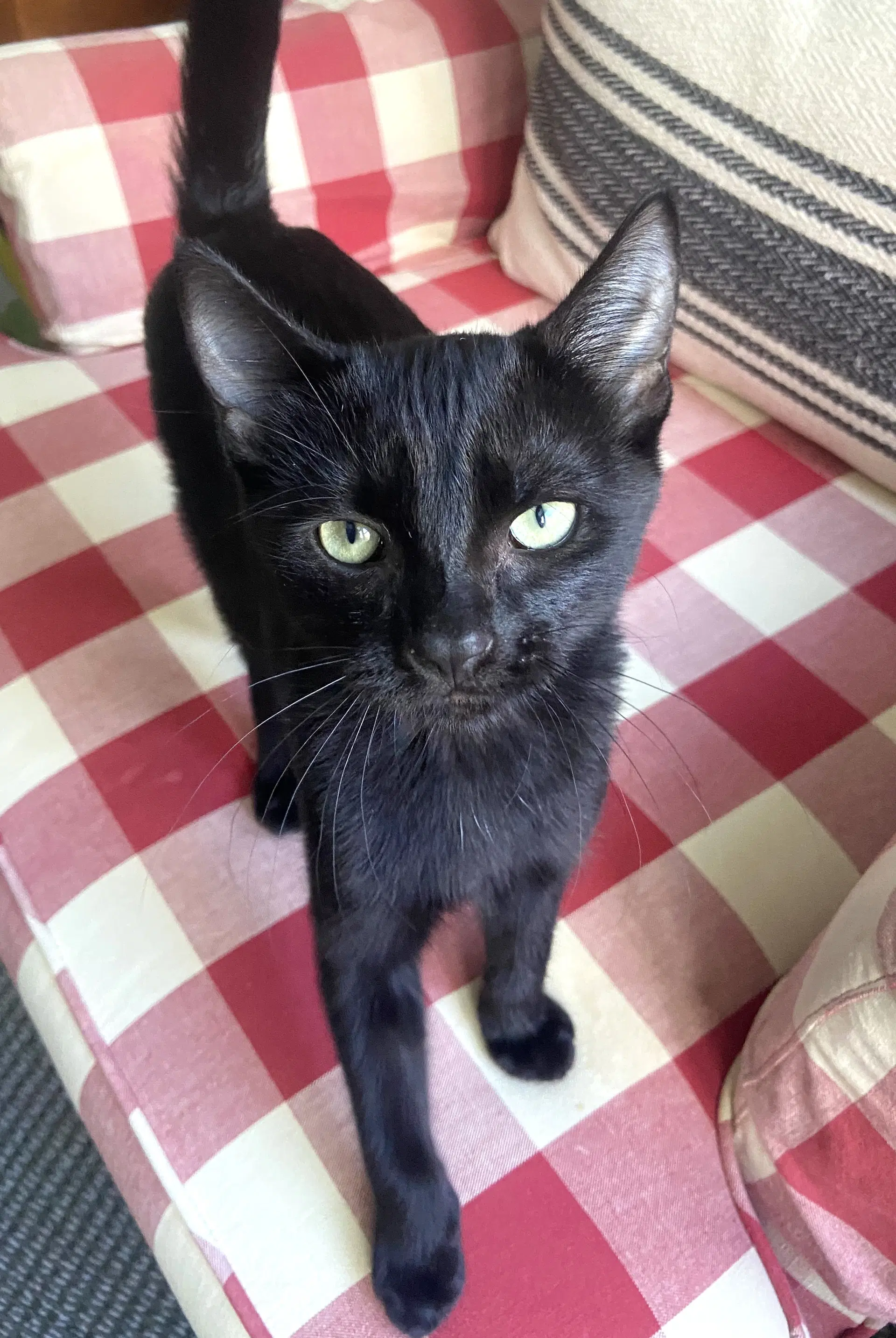 Silly Putty - Domestic Short Hair