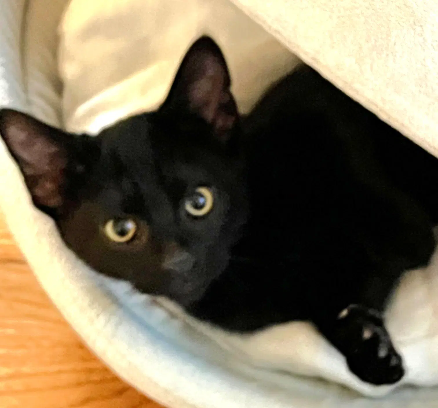 Nerf - Domestic Short Hair