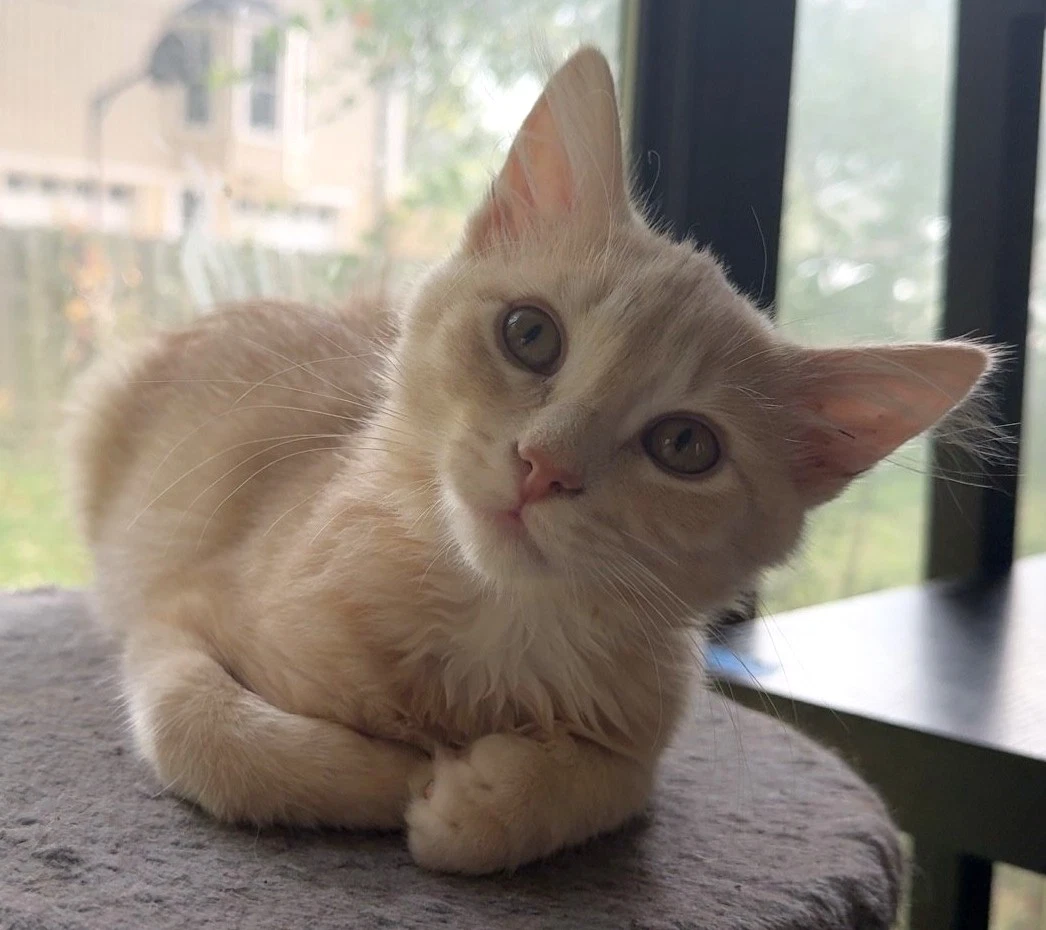 Vinnie