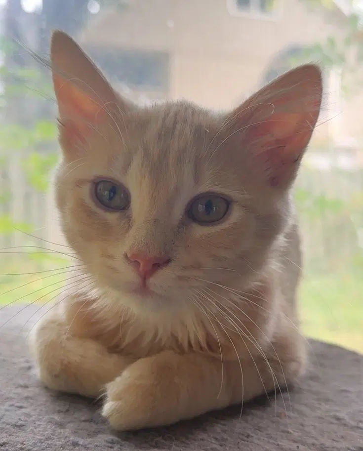 Vinnie image 2