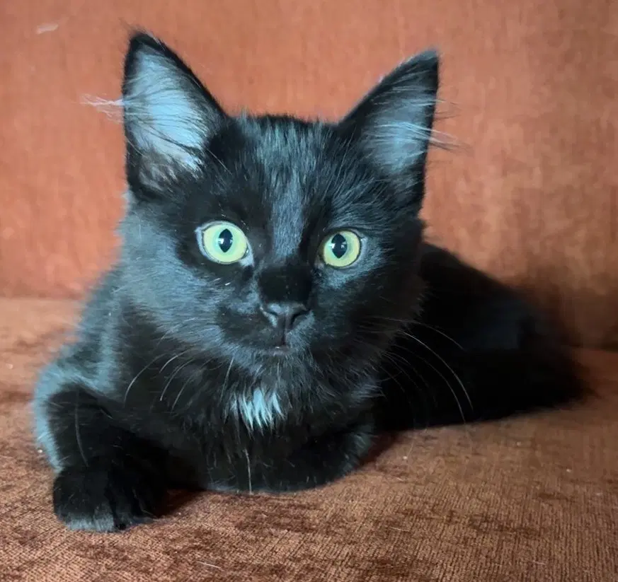 Joey - Domestic Short Hair