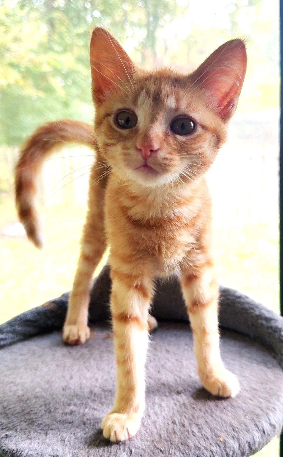 Frankie