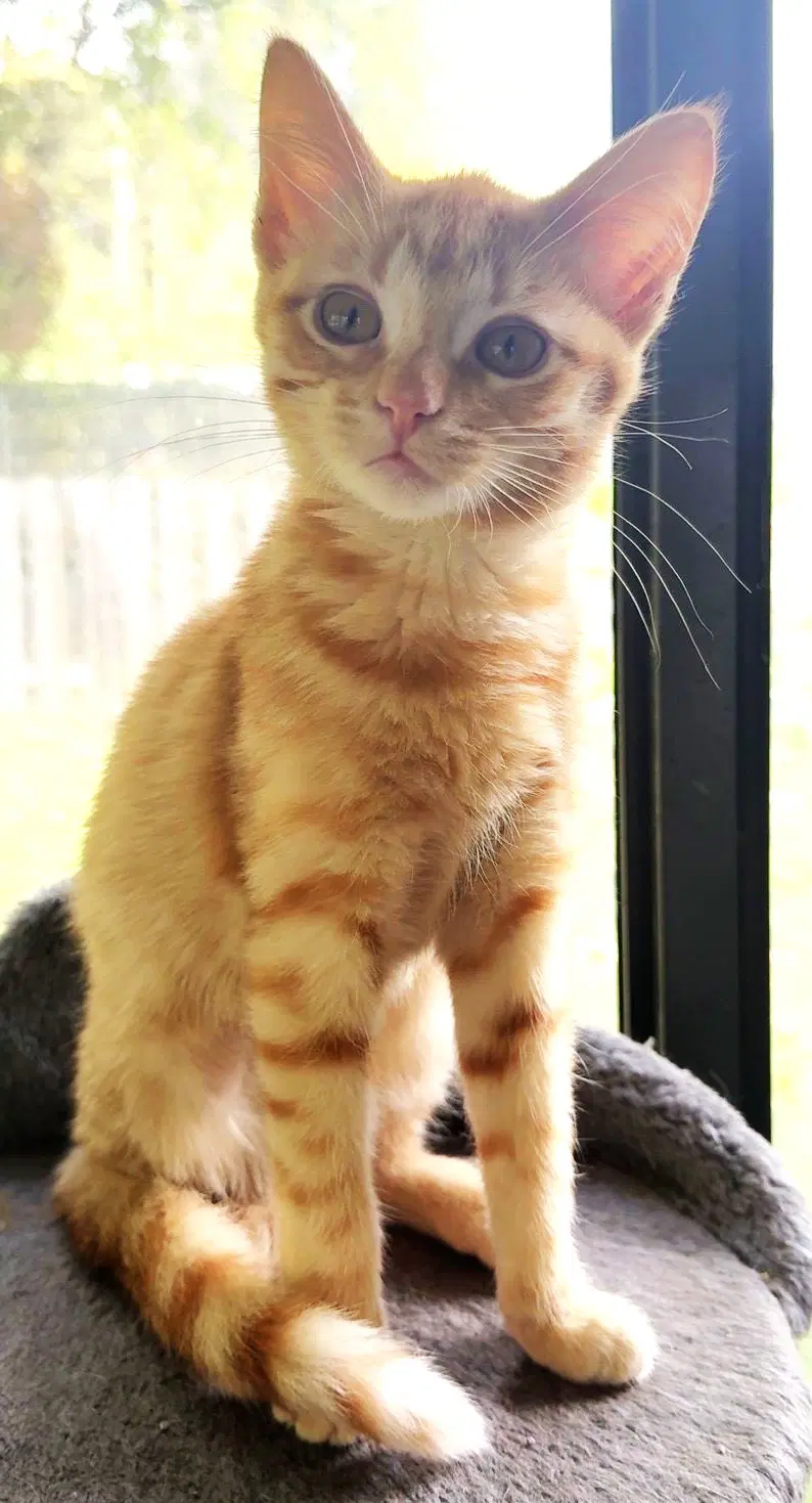 Frankie image 2