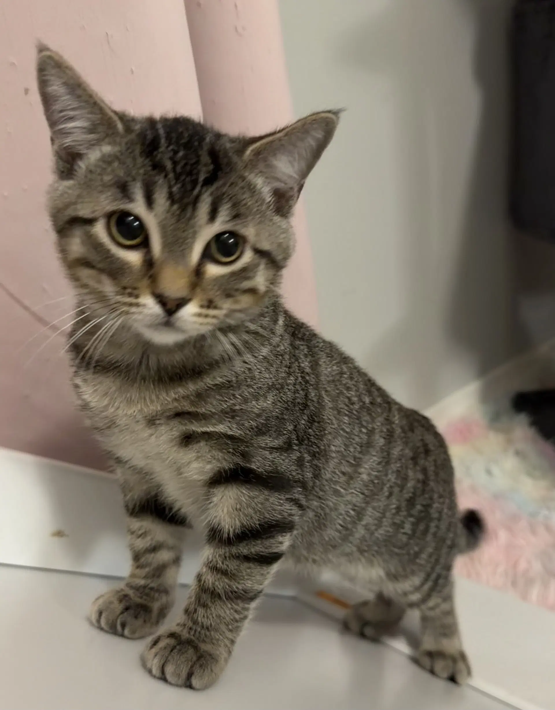 Frodo - Domestic Short Hair