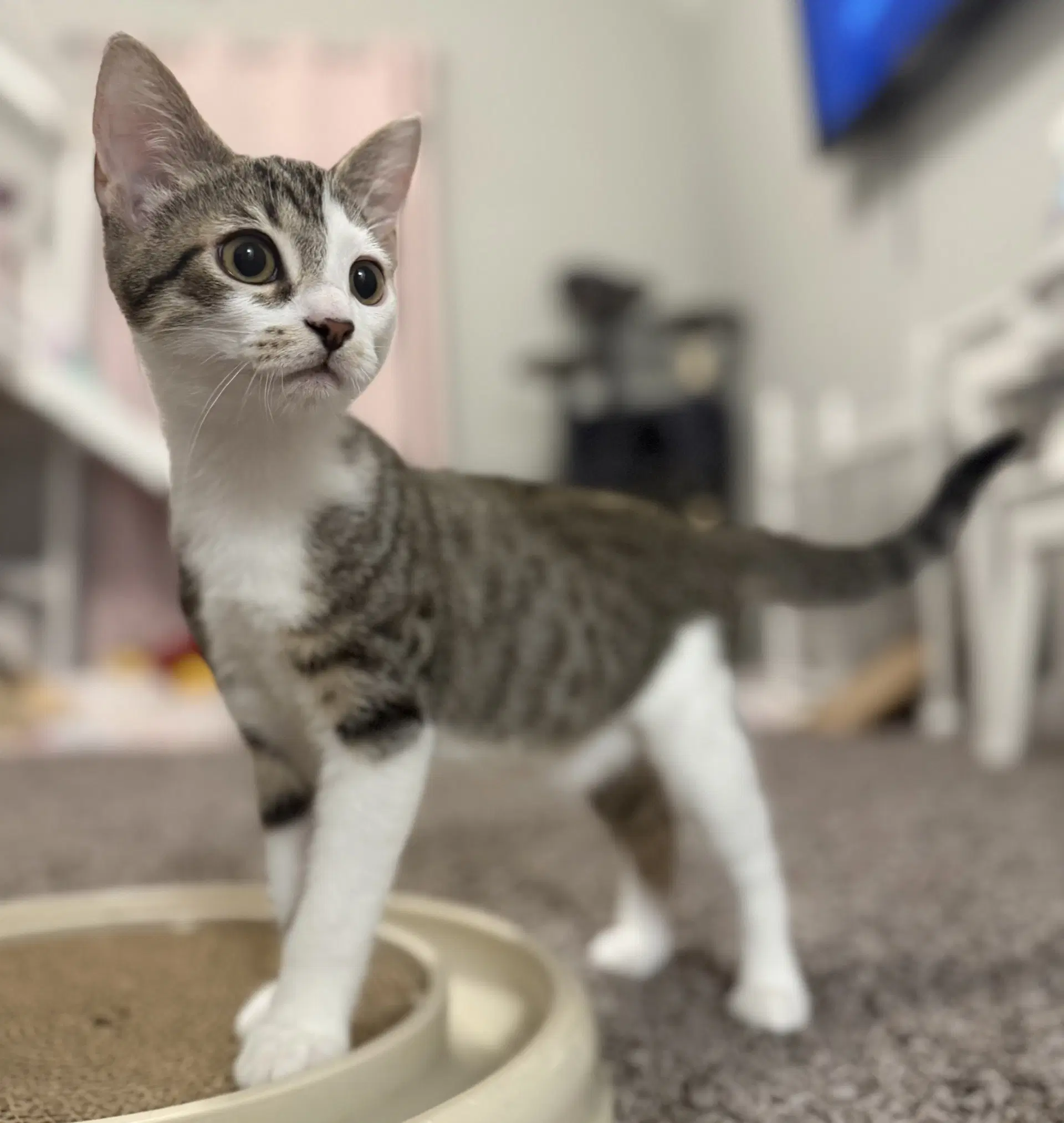 Cable - Domestic Short Hair