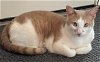 adoptable Cat in richardson, tx, TX named Mars