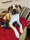 adoptable Dog in richardson, tx, TX named Max