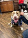 adoptable Dog in richardson, TX named Josephine
