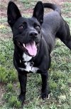 adoptable Dog in richardson, TX named Daisy