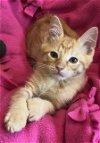 adoptable Cat in richardson, tx, TX named Snap