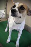 adoptable Dog in richardson, tx, TX named Walker