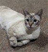 adoptable Cat in richardson, tx, TX named Tiny Diamond