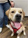 adoptable Dog in richardson, TX named Doug