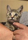 adoptable Cat in richardson, tx, TX named Miracle