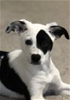 adoptable Dog in richardson, tx, TX named Louise (Bunny)