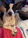 adoptable Dog in richardson, tx, TX named Pete