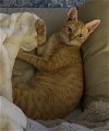 adoptable Cat in richardson, tx, TX named Tangie