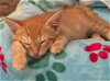 adoptable Cat in richardson, TX named Calabaza