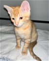 adoptable Cat in richardson, tx, TX named Mac-a-roni