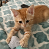 adoptable Cat in richardson, TX named Crema