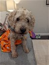 adoptable Dog in richardson, tx, TX named Lucky