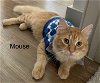 adoptable Cat in richardson, tx, TX named Mouse
