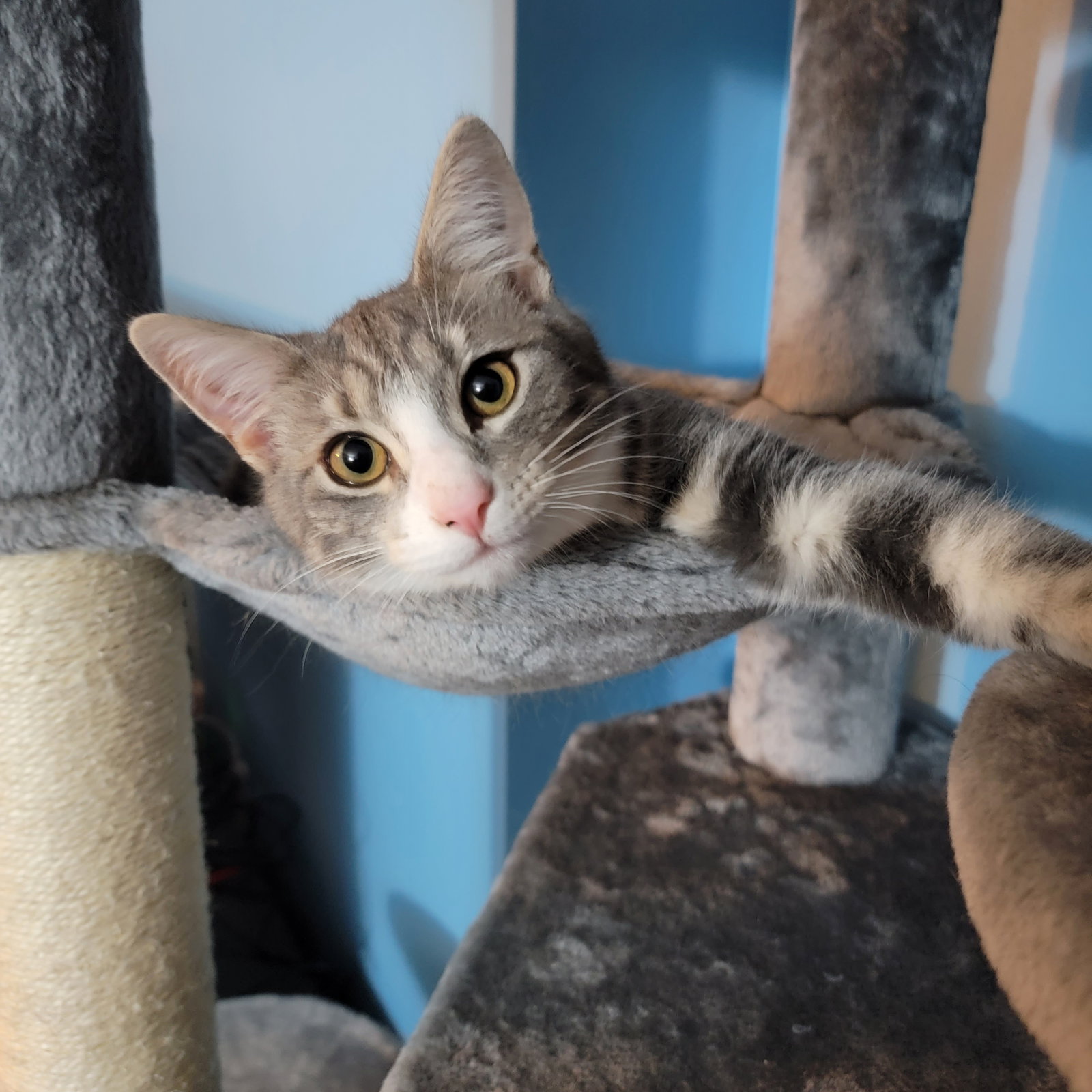 Cats for Adoption in Lyndhurst, Virginia Alpha Paw