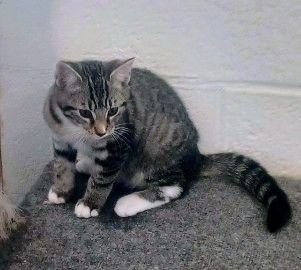 adoptable Cat in Stuarts Draft, VA named Willy