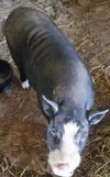 Spanky