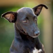 Todd