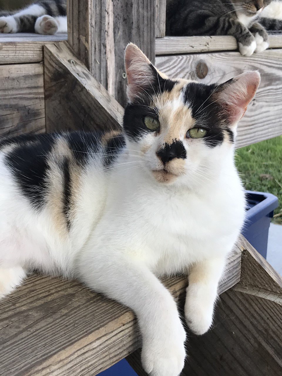 adoptable Cat in Sistersville, WV named Cheyene