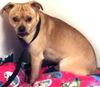 Rosco