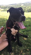 Gus
