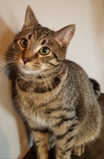 adoptable Cat in Sistersville, WV named Luke