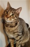 adoptable Cat in sistersville, WV named Luke