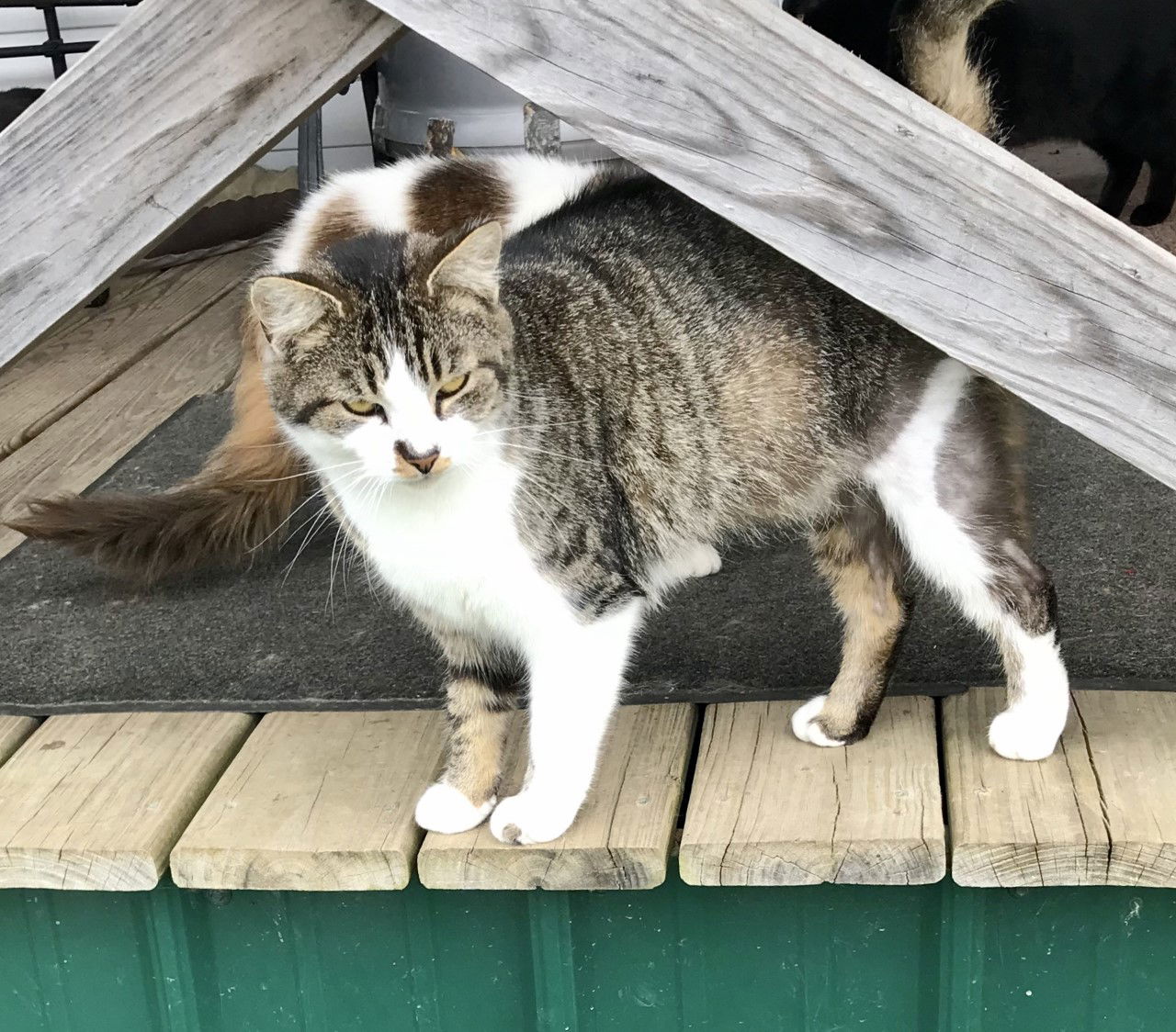 adoptable Cat in Sistersville, WV named Brittany