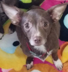 Coko