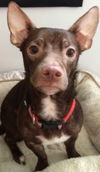 Rocko