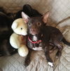 Rocko