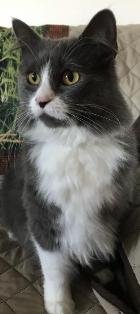 adoptable Cat in Sistersville, WV named Morgan