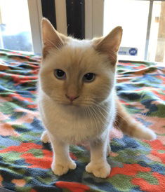 Luca