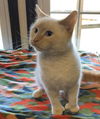 Luca