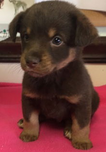 Cooper